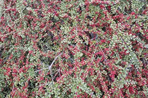 Central European Flora Prints: Rockspray cotoneaster (Cotoneaster horizontalis)