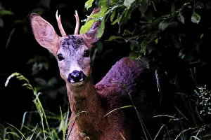 Roe Deer Prints: Roe deer looking into the camera