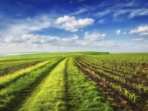 Deserted Agricultural Landscape Prints: Rolling fields of Moravia, Czech Republic