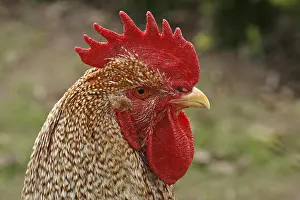 Rooster Portrait Prints: Rooster - chicken