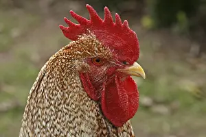 Chicken Photography Prints: Rooster - chicken