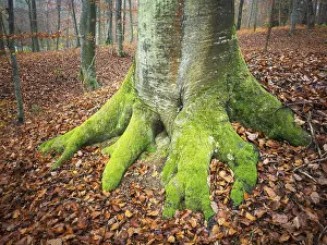Overgrown With Moss Pictures Prints: Root of a tree covered with moss in autumn