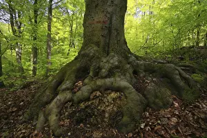 Common Beech Tree Species Prints: Roots of a Beech tree (Fagus sylvatica)