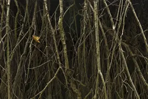 Protected Area Germany Prints: Roots, exposed from a fallen tree
