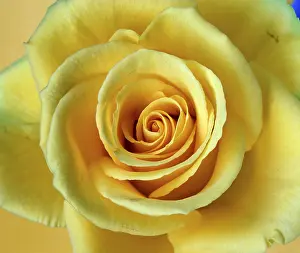 Close Up Rose Prints: Rose