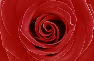 Rose Inflorescence Prints: Rose