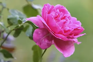 Rosaceae Family Prints: Rose