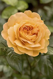 Orange Blossom Flower Prints: Rose