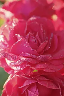 Inflorescence Photography Prints: Rose