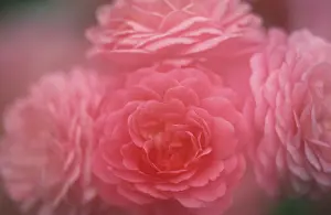 Rosaceae Family Prints: Rose