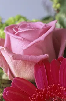 Rosaceae Plant Details Prints: Rose bloom