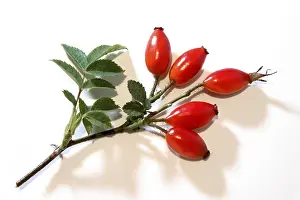 Indoor Plant Prints: Rose hips
