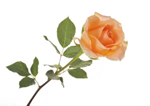 Cut Flower Studio Shot Prints: Rose (Rosa)