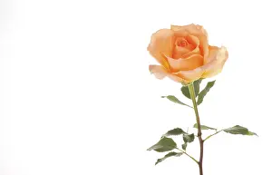 In Flower Studio Shots Prints: Rose (Rosa)