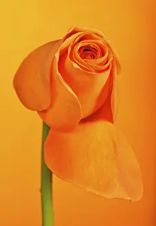 Orange Blossom Prints: Rose (Rosa)