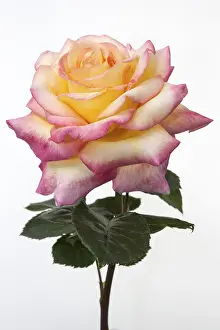 Rose Blossom Detail Prints: Rose (Rosa)
