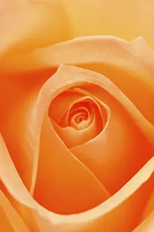Close Up Rose Prints: Rose (Rosa)