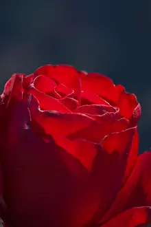 Flowering Plant Life Prints: Rose (Rosa)