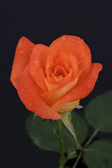Dew Drop On Leaf Prints: Rose (Rosa)