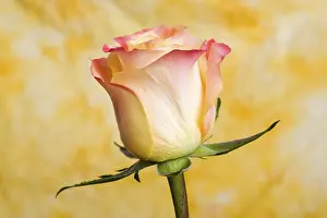 Deserted Rose Blossom Prints: Rose (Rosa)
