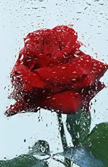 Upright Flowering Plants Prints: Rose behind window