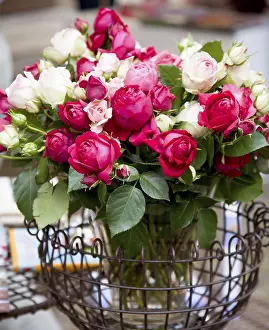 Pink Rose Blossom Prints: Roses