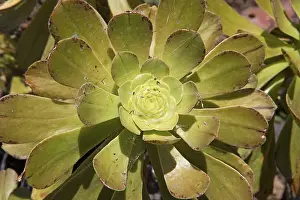 Succulent Plant Close Up Prints: Rosette thickleaf (Aeonium lancerottense)