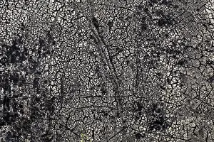 Deserted Road Surface Prints: Rotted tar coating on a drum