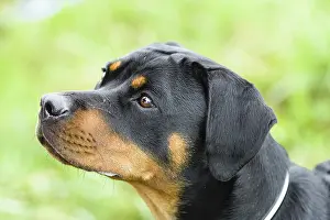Dog Breed Photography Prints: Rottweiler