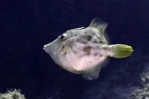 Prints of A round fish with patterns and flat fins, the brown filefish (Stephanolepis hispidus), in the water, at the Los Champignones dive site, Las Galletas, Tenerife, Canary Islands, Spain F Prints: Brown Filefish Print, Los Champignones Dive Site, Tenerife