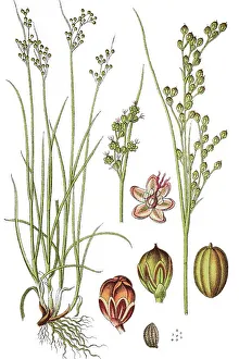 Round-fruited Rush Print, 1876 Chromolithograph