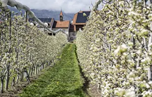 Springtime In Switzerland Prints: Row of apple trees blossoming during springtime