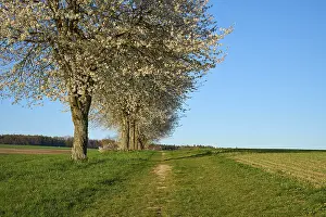 Bavaria Spring Scene Prints: Row of cherry trees, cherry blossoms
