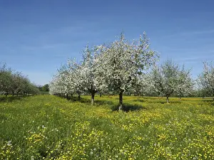 Lake Constance Region Prints: Row of fruit trees, cherry trees