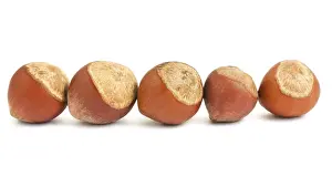 White Background Nuts Prints: Row of hazelnuts isolated on white background