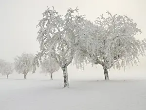 Wintry European Countryside Prints: Row of trees covered in deep snow