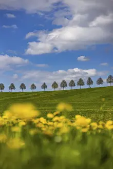 Colorful Meadow Flowers Prints: Row of trees on a hill in spring