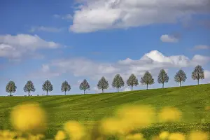 Spring Landscape Germany Prints: Row of trees on a hill in spring