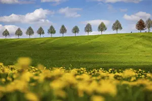 German Nature Reserve Photos Prints: Row of trees on a hill in spring