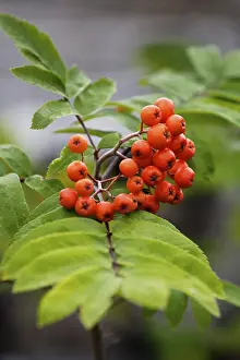 Red Berries Nature Prints: Rowanberries