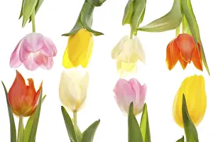 Liliaceae Family Plants Prints: Two rows of different coloured tulips