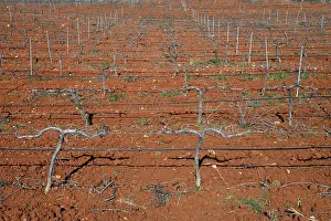 Wine Producing Area Of Europe Prints: Rows of grapevines in vineyard in Spain