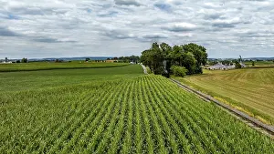 Cornfield Landscape Prints: Rows of lush corn plants line the fields