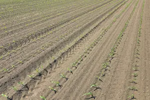 Agricultural Crop Photography Prints: Rows of young green corn plants