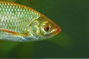 Freshwater Fish Images Prints: Rudd