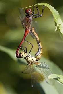 Framed Print : Ruddy Darter Print - Odonata Insect Framed Print : Ruddy Darter Print - Odonata Insect