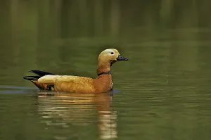 Deserted Water Bird Prints: Ruddy Shelduck