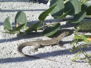 Italian Wall Lizard Prints: Ruined lizard