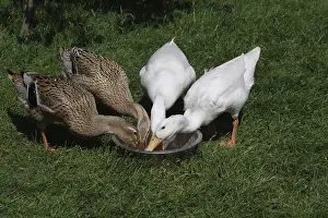 Water Bird Species Prints: Runner ducks