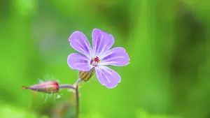 Neustadt Am Rubenberge Germany Prints: Ruprechtskraut (Geranium robertianum)